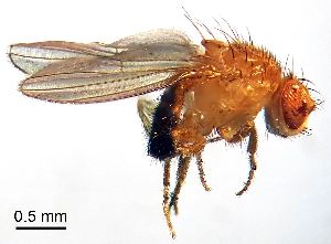  ( - 2024.08.22 Drosophila melanogaster (Dro10))  @11 [ ] CreativeCommons - Attribution Share-Alike (2025) Unspecified University of Lausanne
