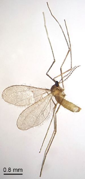  ( - 2024.08.22 Cecidomyiidi BOLD:AAN5271(C56))  @11 [ ] CreativeCommons - Attribution Share-Alike (2025) Unspecified University of Lausanne