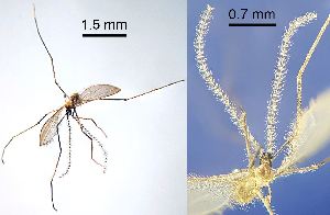  ( - 2024.08.22 Cecidomyiidi BOLD:AAN5271 (C62))  @11 [ ] CreativeCommons - Attribution Share-Alike (2025) Unspecified University of Lausanne