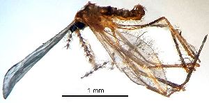  (Coquillettomyia dentata - 2023.08.22 Coquillettomyia dentata (C24))  @11 [ ] CreativeCommons - Attribution Share-Alike (2025) Unspecified University of Lausanne