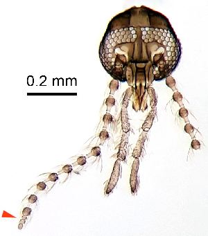  ( - 2023.08.22 Trichopsychoda hirtella (specimen 2))  @11 [ ] CreativeCommons - Attribution Share-Alike (2024) Unspecified University of Lausanne