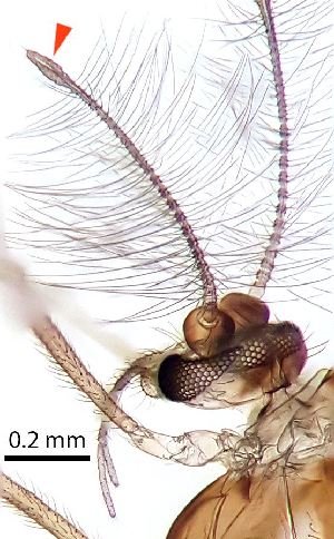  ( - 2023.08.22 Parametriocnemus (specimen 4))  @11 [ ] CreativeCommons - Attribution Share-Alike (2024) Unspecified University of Lausanne