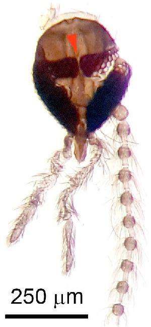  ( - 22.08.2024 Trichopsychoda hirtella (Psy8))  @11 [ ] CreativeCommons - Attribution Share-Alike (2025) Unspecified University of Lausanne