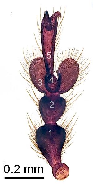  ( - 2021.09.04 Otiorhynchus ligneus (Cur1))  @11 [ ] CreativeCommons - Attribution Share-Alike (2025) Unspecified University of Lausanne
