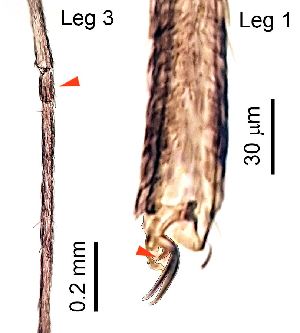  ( - 2024.08.22 Cecidomyiidi BOLD:AAN5271(C56))  @11 [ ] CreativeCommons - Attribution Share-Alike (2025) Unspecified University of Lausanne
