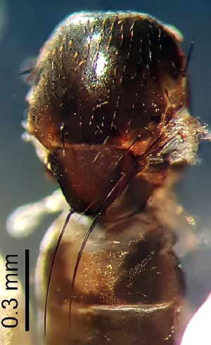  ( - 2024.08.22 Chaetopodella scutellaris (Sphae3))  @11 [ ] CreativeCommons - Attribution Share-Alike (2025) Unspecified University of Lausanne