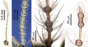  ( - 2024.08.22 Cecidomyiidi BOLD:AAN5271 (C62))  @11 [ ] CreativeCommons - Attribution Share-Alike (2025) Unspecified University of Lausanne