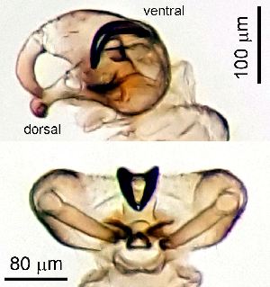  ( - 2023.08.22 Coquillettomyia dentata (C24))  @11 [ ] CreativeCommons - Attribution Share-Alike (2025) Unspecified University of Lausanne
