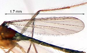  ( - 22.08.2023 Cladotanytarsus atridorsum (specimen 8))  @11 [ ] CreativeCommons - Attribution Share-Alike (2024) Unspecified University of Lausanne