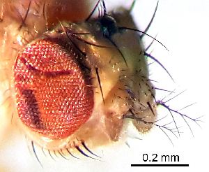  ( - 2023.08.22 Drosophila melanogaster)  @11 [ ] CreativeCommons - Attribution Share-Alike (2024) Unspecified University of Lausanne