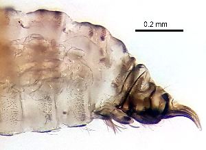  ( - 2023.08.22 Psychoda mycophila (specimen 1))  @11 [ ] CreativeCommons - Attribution Share-Alike (2024) Unspecified University of Lausanne