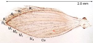  ( - 2023.08.22 Trichopsychoda hirtella (specimen 2))  @11 [ ] CreativeCommons - Attribution Share-Alike (2024) Unspecified University of Lausanne