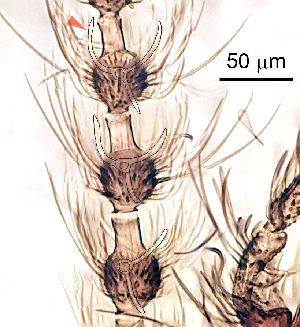  ( - 22.08.2024 Trichopsychoda hirtella (Psy8))  @11 [ ] CreativeCommons - Attribution Share-Alike (2025) Unspecified University of Lausanne
