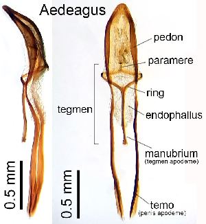  ( - 2021.09.04 Otiorhynchus ligneus (Cur1))  @11 [ ] CreativeCommons - Attribution Share-Alike (2025) Unspecified University of Lausanne