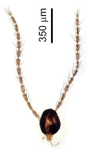  ( - 2024.08.22 Cecidomyiidi BOLD:AAN5271(C56))  @11 [ ] CreativeCommons - Attribution Share-Alike (2025) Unspecified University of Lausanne