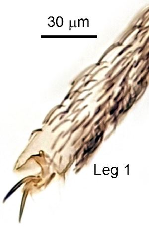  ( - 2024.08.22 Cecidomyiidi BOLD:AAN5271 (C62))  @11 [ ] CreativeCommons - Attribution Share-Alike (2025) Unspecified University of Lausanne