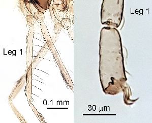  ( - 2023.08.25 Lestodiplosis chrysanthemi (specimen 30))  @11 [ ] CreativeCommons - Attribution Share-Alike (2024) Unspecified University of Lausanne