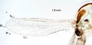 ( - 2023.08.22 Parametriocnemus (specimen 4))  @11 [ ] CreativeCommons - Attribution Share-Alike (2024) Unspecified University of Lausanne