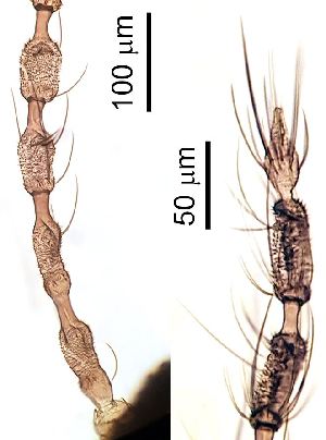 ( - 2024.08.22 Cecidomyiidi BOLD:AAN5271(C56))  @11 [ ] CreativeCommons - Attribution Share-Alike (2025) Unspecified University of Lausanne