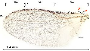  ( - 2024.08.22 Chaetopodella scutellaris (Sphae3))  @11 [ ] CreativeCommons - Attribution Share-Alike (2025) Unspecified University of Lausanne