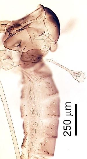  ( - 2024.08.22 Cecidomyiidi BOLD:AAN5271 (C62))  @11 [ ] CreativeCommons - Attribution Share-Alike (2025) Unspecified University of Lausanne