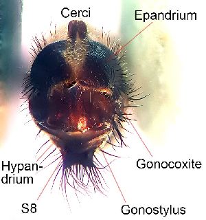  ( - 2020.09.04 Tolmerus atricapillus)  @11 [ ] CreativeCommons - Attribution Share-Alike (2023) Unspecified University of Lausanne