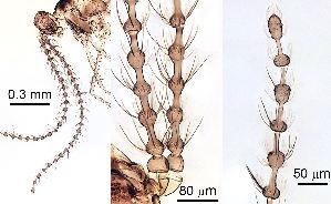  ( - 2023.08.25 Lestodiplosis chrysanthemi (specimen 30))  @11 [ ] CreativeCommons - Attribution Share-Alike (2024) Unspecified University of Lausanne