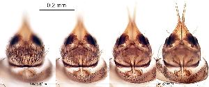  ( - 2023.08.22 Trichopsychoda hirtella (specimen 2))  @11 [ ] CreativeCommons - Attribution Share-Alike (2024) Unspecified University of Lausanne