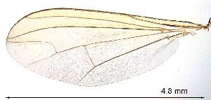  ( - 2021.06.28 Sciapus platypterus (specimen D2))  @11 [ ] CreativeCommons - Attribution Share-Alike (2024) Unspecified University of Lausanne