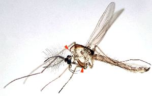  ( - 2023.08.22 Parametriocnemus (specimen 4))  @11 [ ] CreativeCommons - Attribution Share-Alike (2024) Unspecified University of Lausanne