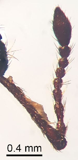  ( - 2021.09.04 Otiorhynchus ligneus (Cur1))  @11 [ ] CreativeCommons - Attribution Share-Alike (2025) Unspecified University of Lausanne