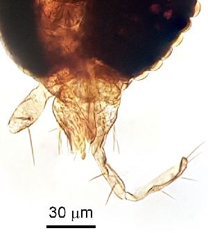  ( - 2024.08.22 Cecidomyiidi BOLD:AAN5271(C56))  @11 [ ] CreativeCommons - Attribution Share-Alike (2025) Unspecified University of Lausanne