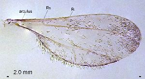  ( - 2024.08.22 Cecidomyiidi BOLD:AAN5271 (C62))  @11 [ ] CreativeCommons - Attribution Share-Alike (2025) Unspecified University of Lausanne