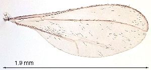  ( - 2023.08.22 Coquillettomyia dentata (C24))  @11 [ ] CreativeCommons - Attribution Share-Alike (2025) Unspecified University of Lausanne