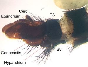  ( - 2020.09.04 Tolmerus atricapillus)  @11 [ ] CreativeCommons - Attribution Share-Alike (2023) Unspecified University of Lausanne