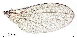  ( - 2023.08.25 Drosophila melanogaster (Dro4))  @11 [ ] CreativeCommons - Attribution Share-Alike (2024) Unspecified University of Lausanne