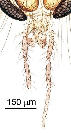  ( - 2023.08.22 Parametriocnemus (specimen 2))  @11 [ ] CreativeCommons - Attribution Share-Alike (2024) Unspecified University of Lausanne