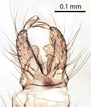  ( - 2023.08.22 Parametriocnemus (specimen 4))  @11 [ ] CreativeCommons - Attribution Share-Alike (2024) Unspecified University of Lausanne