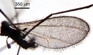  ( - 2024.08.22 Cecidomyiidi BOLD:AAN5271 (C62))  @11 [ ] CreativeCommons - Attribution Share-Alike (2025) Unspecified University of Lausanne