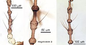  ( - 2023.08.22 Coquillettomyia dentata (C24))  @11 [ ] CreativeCommons - Attribution Share-Alike (2025) Unspecified University of Lausanne