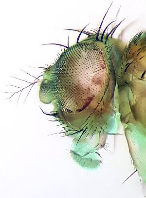  ( - 2020.09.06 Drosophila mercatorum)  @11 [ ] CreativeCommons - Attribution Share-Alike (2023) Unspecified University of Lausanne