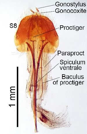  ( - 2020.06.28 Oligomerus ptilinoides (specimen 2))  @11 [ ] CreativeCommons - Attribution Share-Alike (2023) Unspecified University of Lausanne