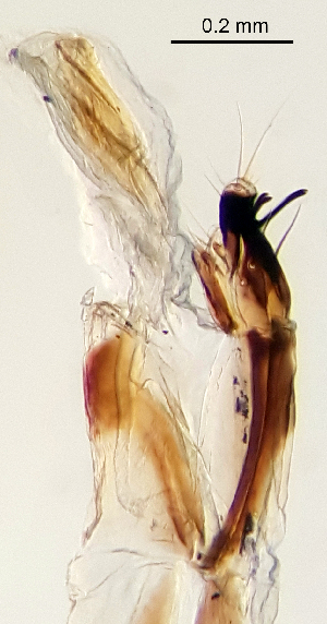  ( - 2021.06.28 Sciapus platypterus (specimen D2))  @11 [ ] CreativeCommons - Attribution Share-Alike (2024) Unspecified University of Lausanne