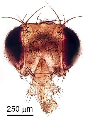  ( - 2023.08.25 Drosophila melanogaster (Dro4))  @11 [ ] CreativeCommons - Attribution Share-Alike (2024) Unspecified University of Lausanne