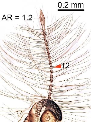  ( - 2023.08.22 Parametriocnemus (specimen 2))  @11 [ ] CreativeCommons - Attribution Share-Alike (2024) Unspecified University of Lausanne