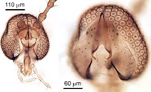  (Coquillettomyia - 2024.08.22 Cecidomyiidi BOLD:AAN5271 (C62))  @11 [ ] CreativeCommons - Attribution Share-Alike (2025) Unspecified University of Lausanne