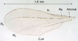  ( - 2023.07.08 Giardomyia britannica (specimen 2))  @11 [ ] CreativeCommons - Attribution Share-Alike (2023) Unspecified University of Lausanne