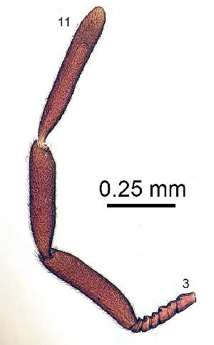  ( - 2020.06.28 Oligomerus ptilinoides (specimen 1))  @11 [ ] CreativeCommons - Attribution Share-Alike (2023) Unspecified University of Lausanne