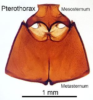  ( - 2020.06.28 Oligomerus ptilinoides (specimen 2))  @11 [ ] CreativeCommons - Attribution Share-Alike (2023) Unspecified University of Lausanne