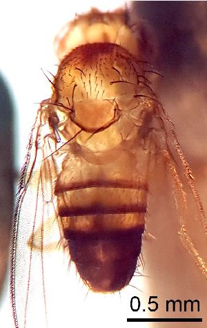  ( - 2023.08.22 Drosophila melanogaster)  @11 [ ] CreativeCommons - Attribution Share-Alike (2024) Unspecified University of Lausanne